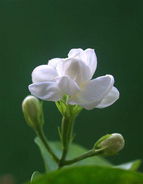 茉莉花顏色|【茉莉花 顏色】揭密茉莉花夢幻色澤！白色以外，還有什麼驚艷。